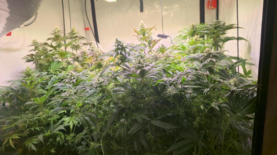 Cali Crasher. Week 12