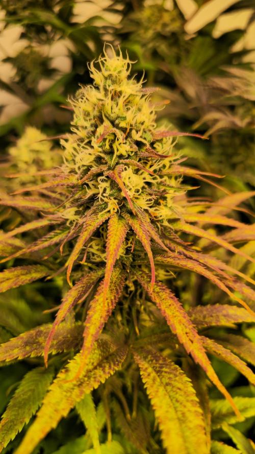 Cali Crasher. Week 12
