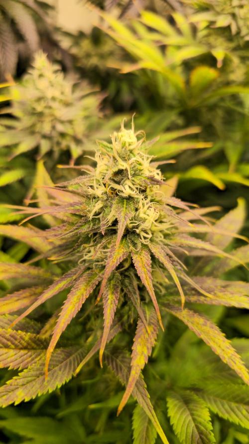 Cali Crasher. Week 12