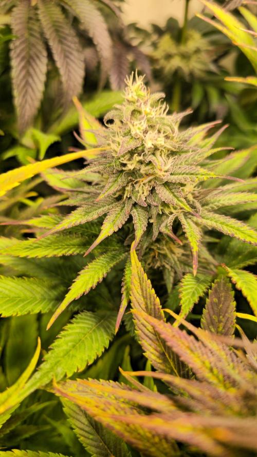 Cali Crasher. Week 12