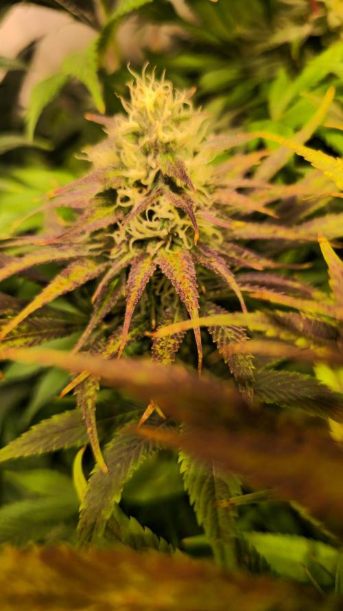 Cali Crasher. Week 12
