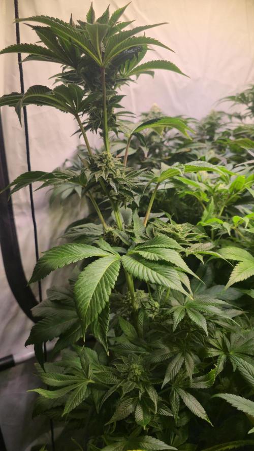 Fruit Cake. Week 12