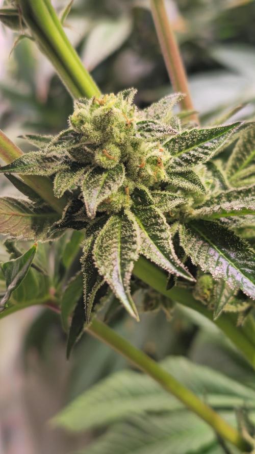 Fruit Cake. Week 12