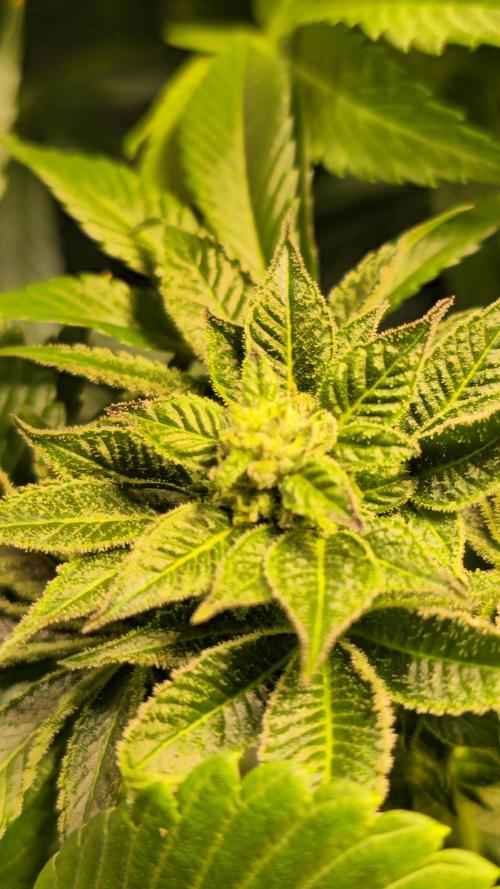Fruit Cake. Week 12