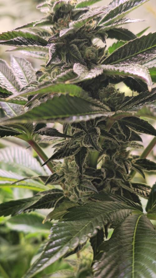 Fruit Cake. Week 12