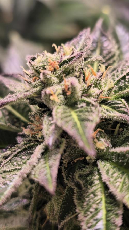 Fruit Cake. Week 12