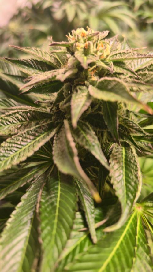 Fruit Cake. Week 12