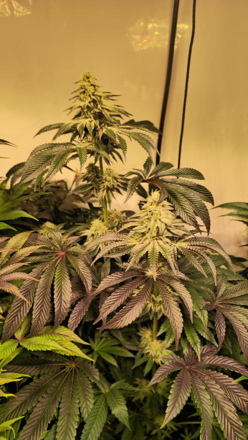 F.U.H. Week 12