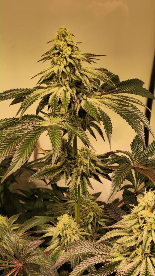 F.U.H. Week 12