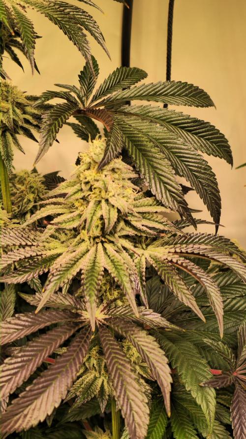 F.U.H. Week 12