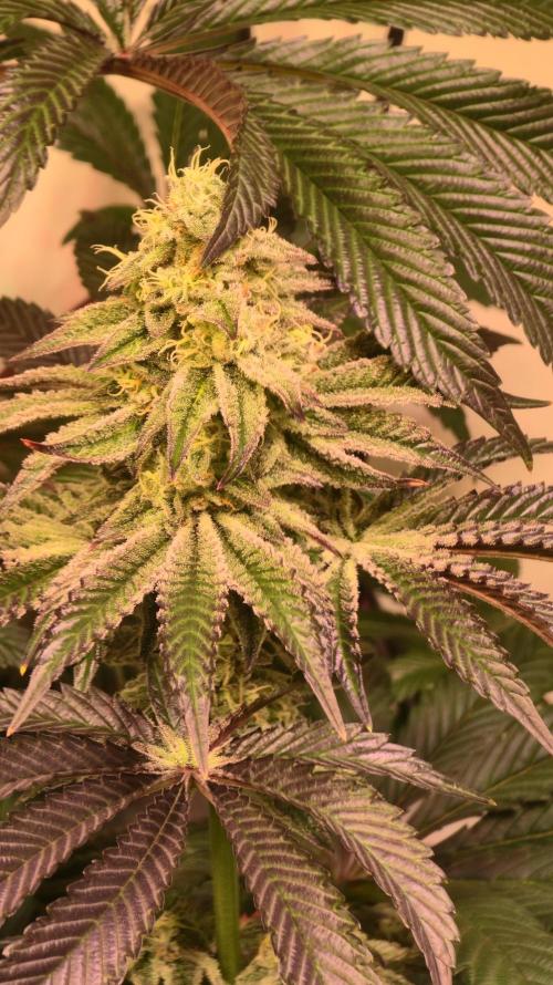 F.U.H. Week 12