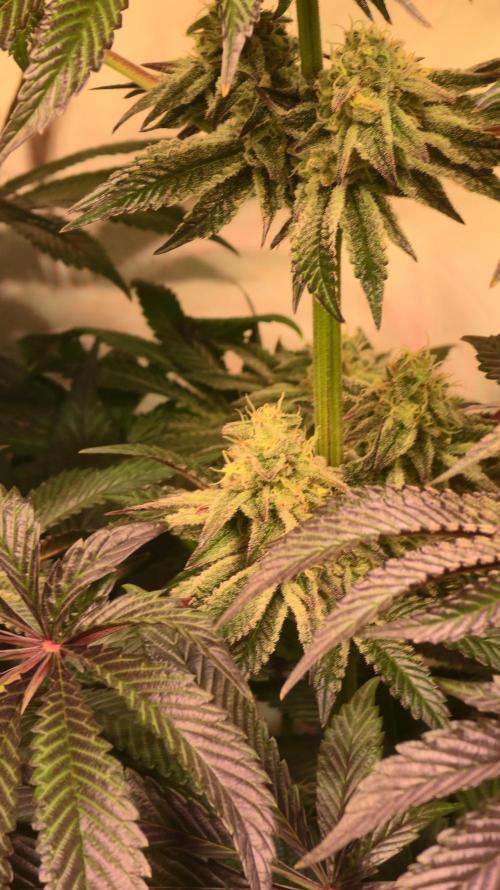 F.U.H. Week 12