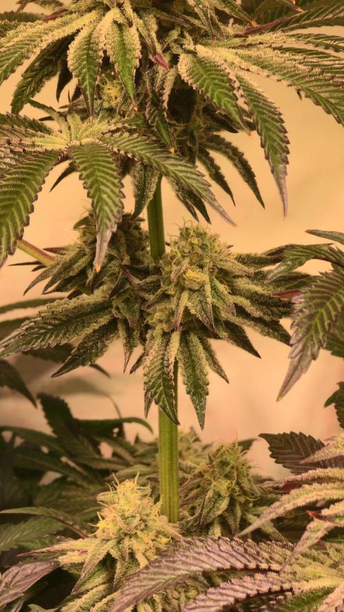 F.U.H. Week 12