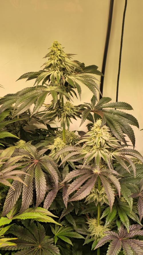F.U.H. Week 12