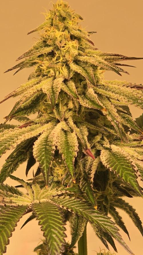 F.U.H. Week 12