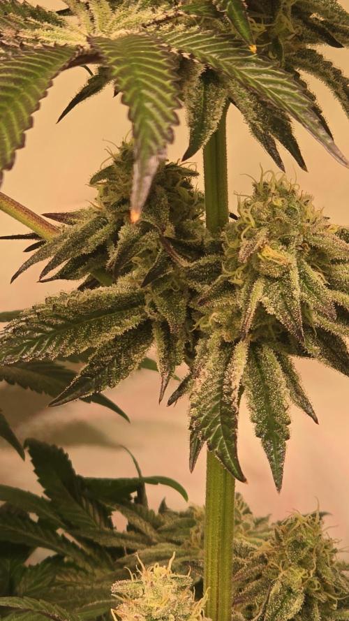F.U.H. Week 12