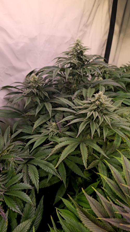Barcelona Puff. Week 12