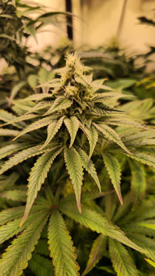 Barcelona Puff. Week 12