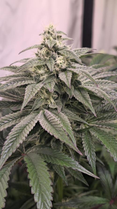 Barcelona Puff. Week 12