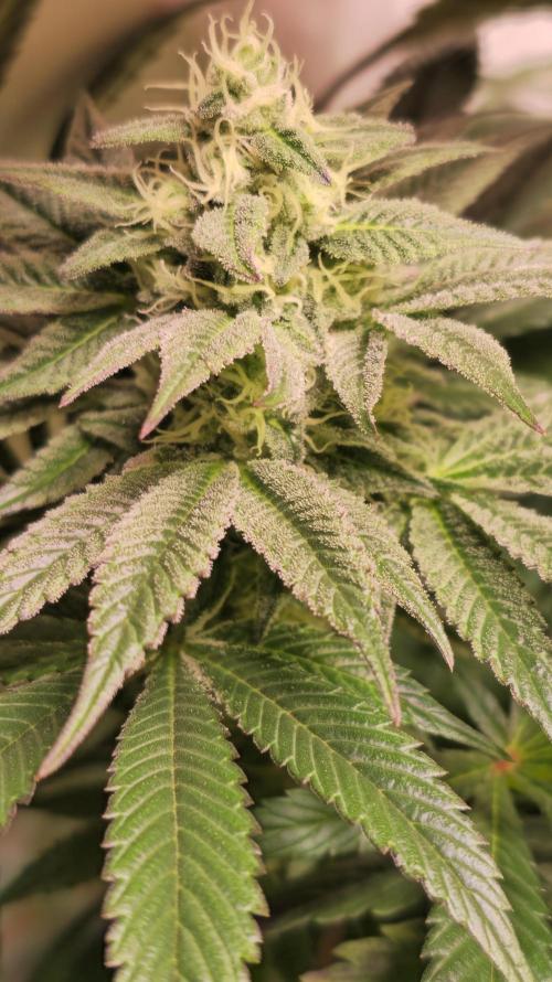 Barcelona Puff. Week 12