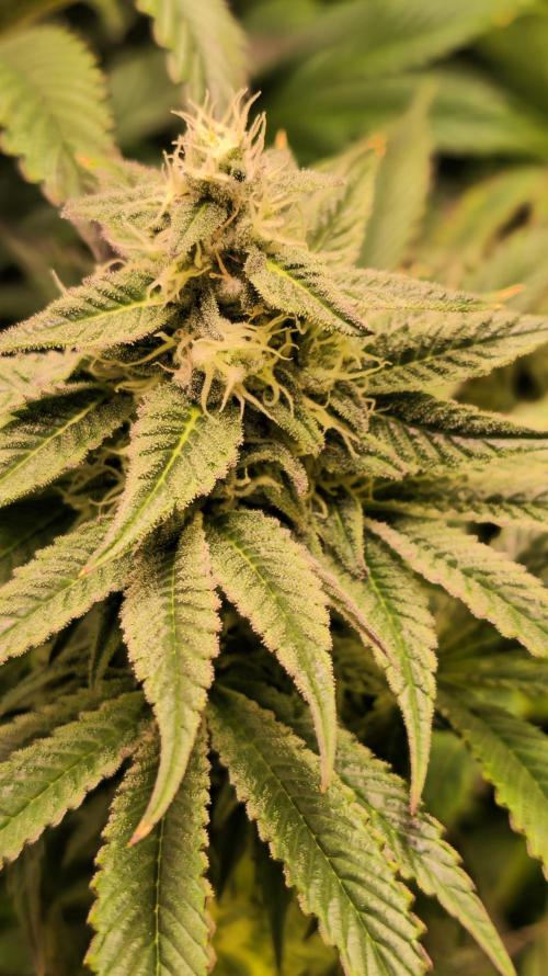 Barcelona Puff. Week 12