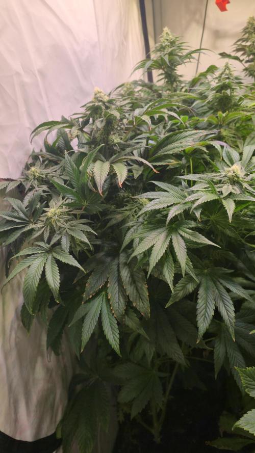 Drizle Pickle. Week 12