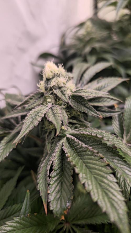 Drizle Pickle. Week 12