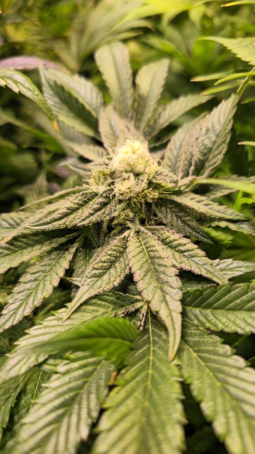 Drizle Pickle. Week 12