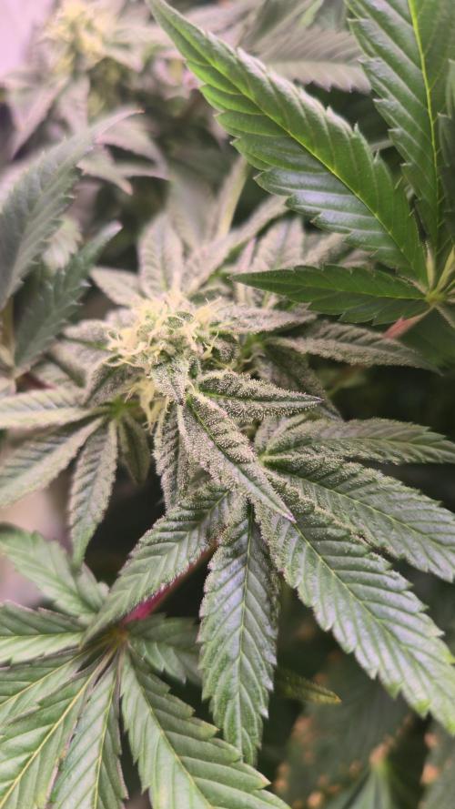 Drizle Pickle. Week 12