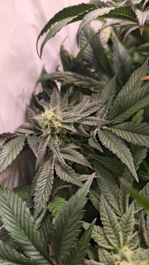 Drizle Pickle. Week 12