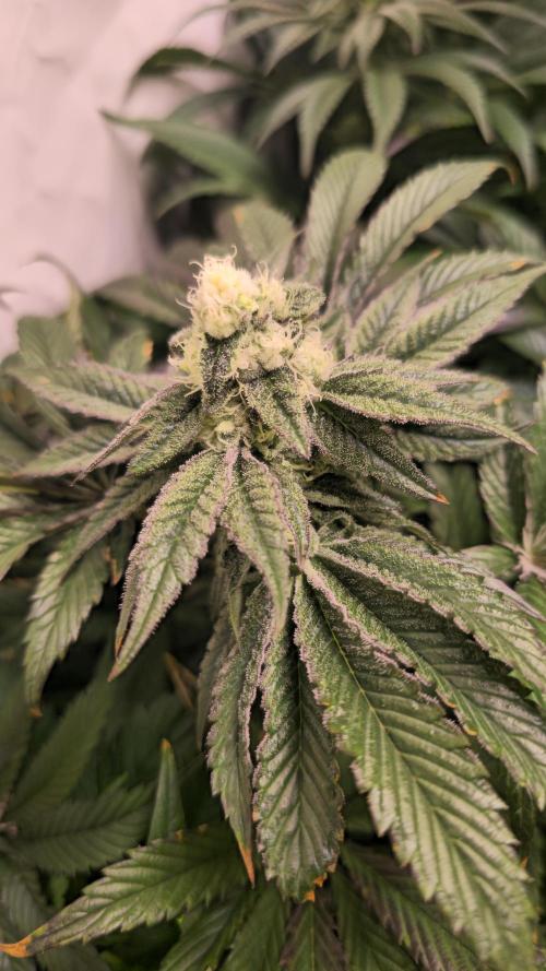 Drizle Pickle. Week 12