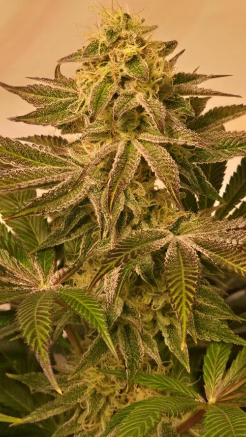 Fishy Zoap. Week 12