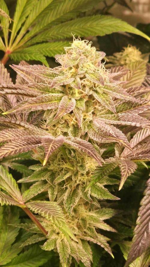 Fishy Zoap. Week 12