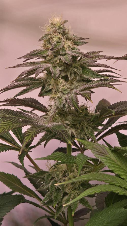 Fishy Zoap. Week 12