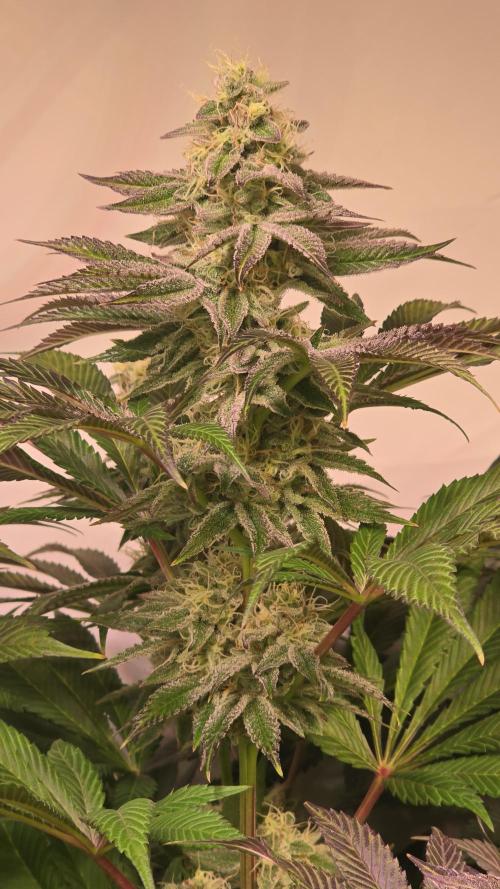 Fishy Zoap. Week 12