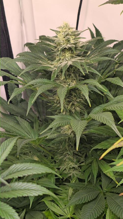 Biscotti Vanilla. Week 12
