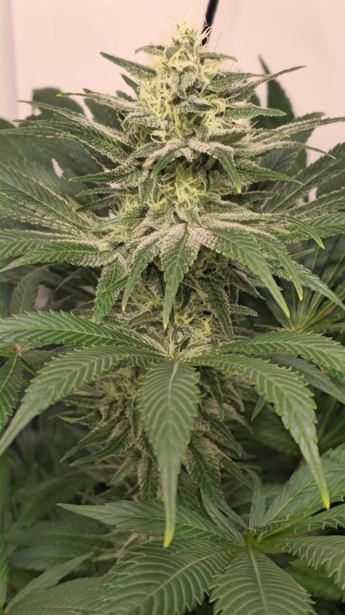 Biscotti Vanilla. Week 12