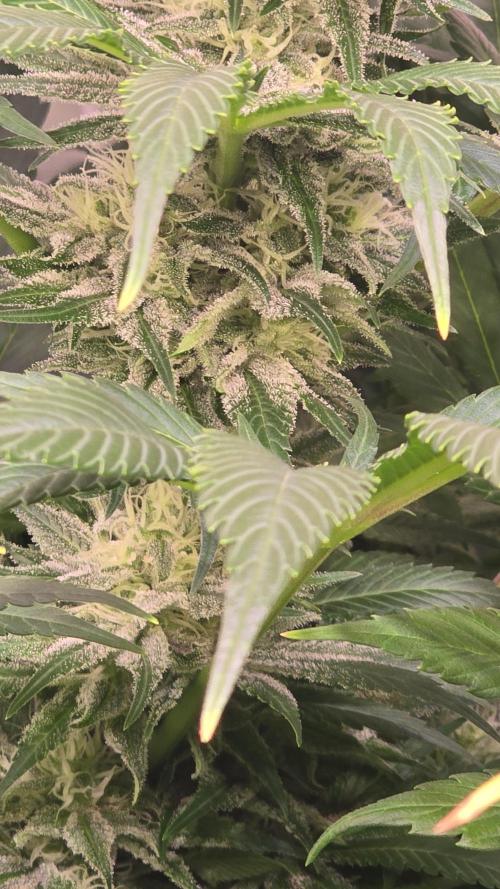 Biscotti Vanilla. Week 12