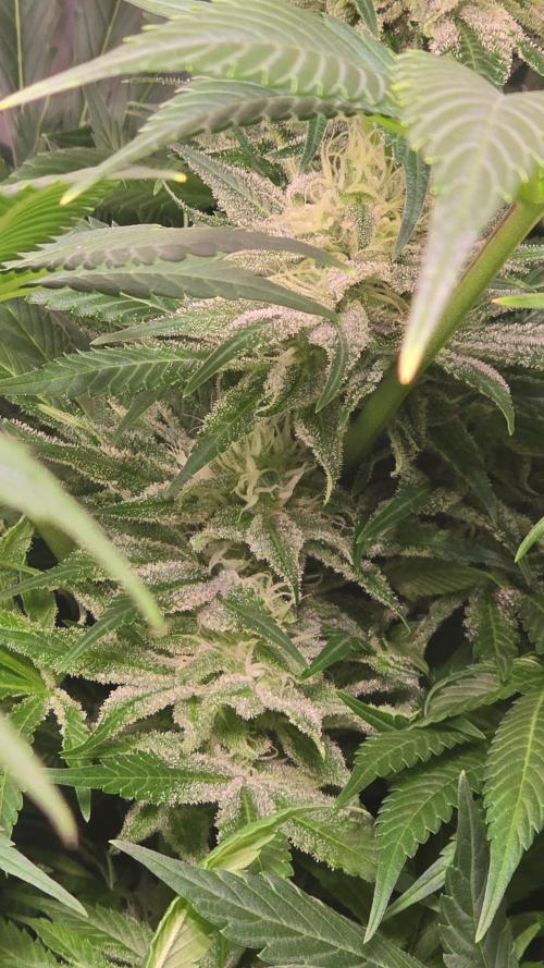 Biscotti Vanilla. Week 12