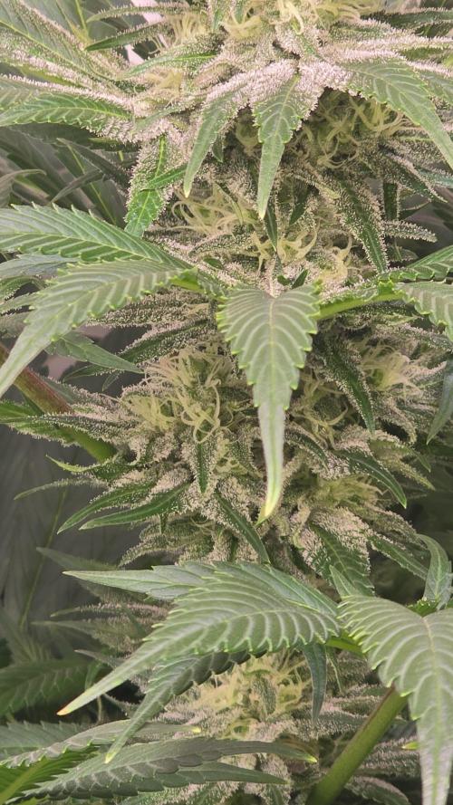Biscotti Vanilla. Week 12