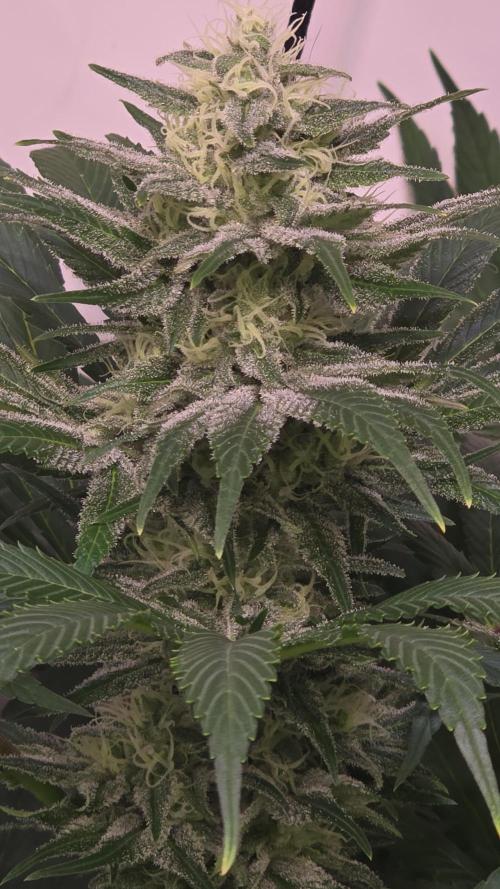 Biscotti Vanilla. Week 12