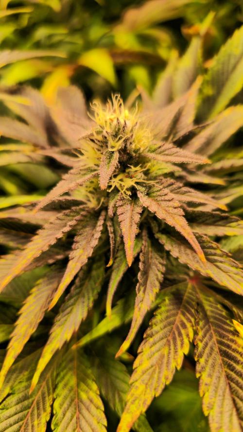 Mimosa Cherry Kush. Week 12