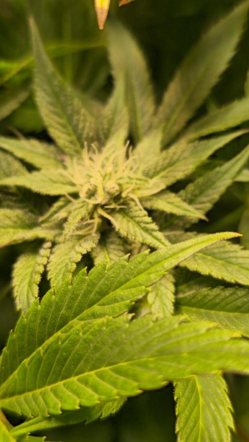 Mimosa Cherry Kush. Week 12
