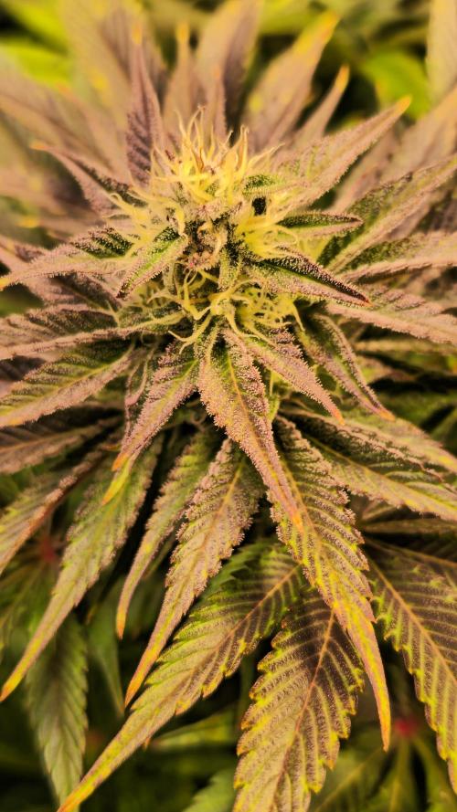 Mimosa Cherry Kush. Week 12