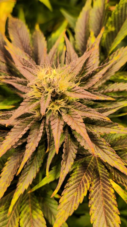 Mimosa Cherry Kush. Week 12