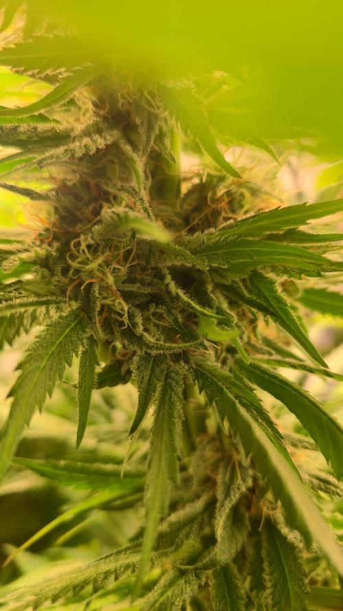 A.Moonrocks #3. Week 12