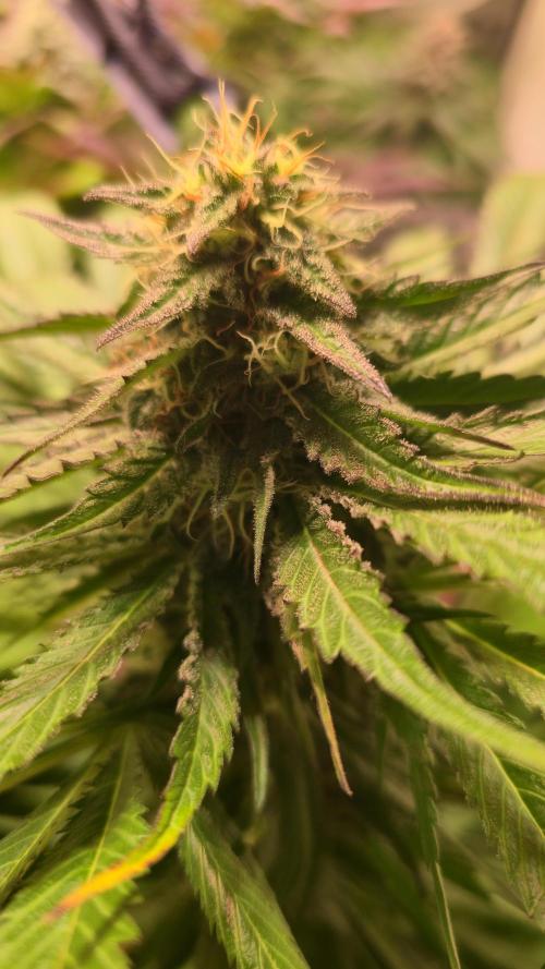 A.Moonrocks #3. Week 12