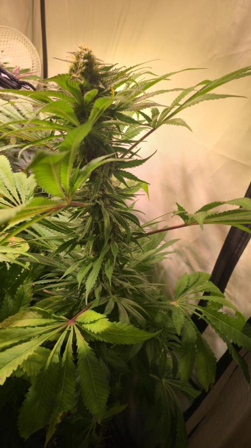 A.Moonrocks #3. Week 12