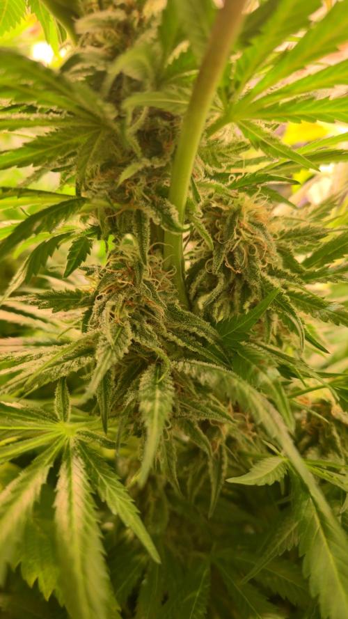 A.Moonrocks #3. Week 12