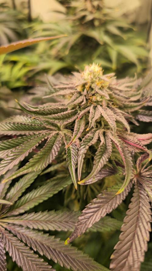 Guava Spritz. Week 12